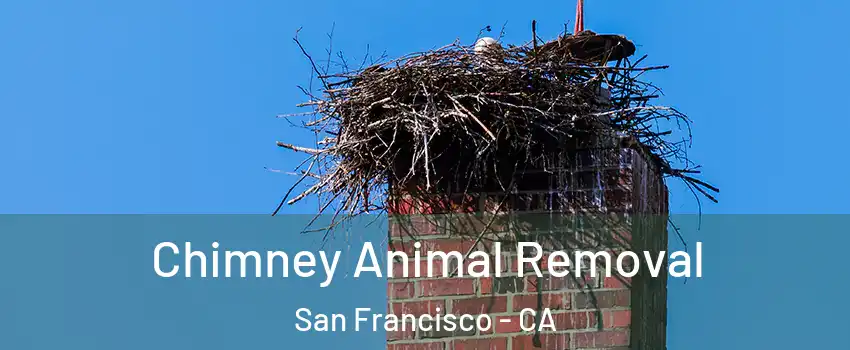 Chimney Animal Removal San Francisco - CA